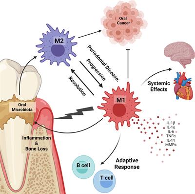 Innate Phagocyte Polarization in the Oral Cavity